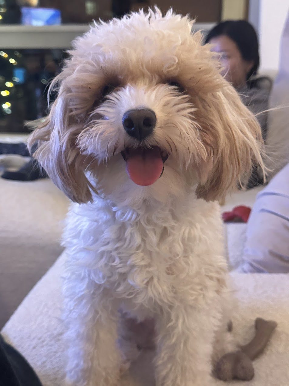 Waffle the Cavapoo